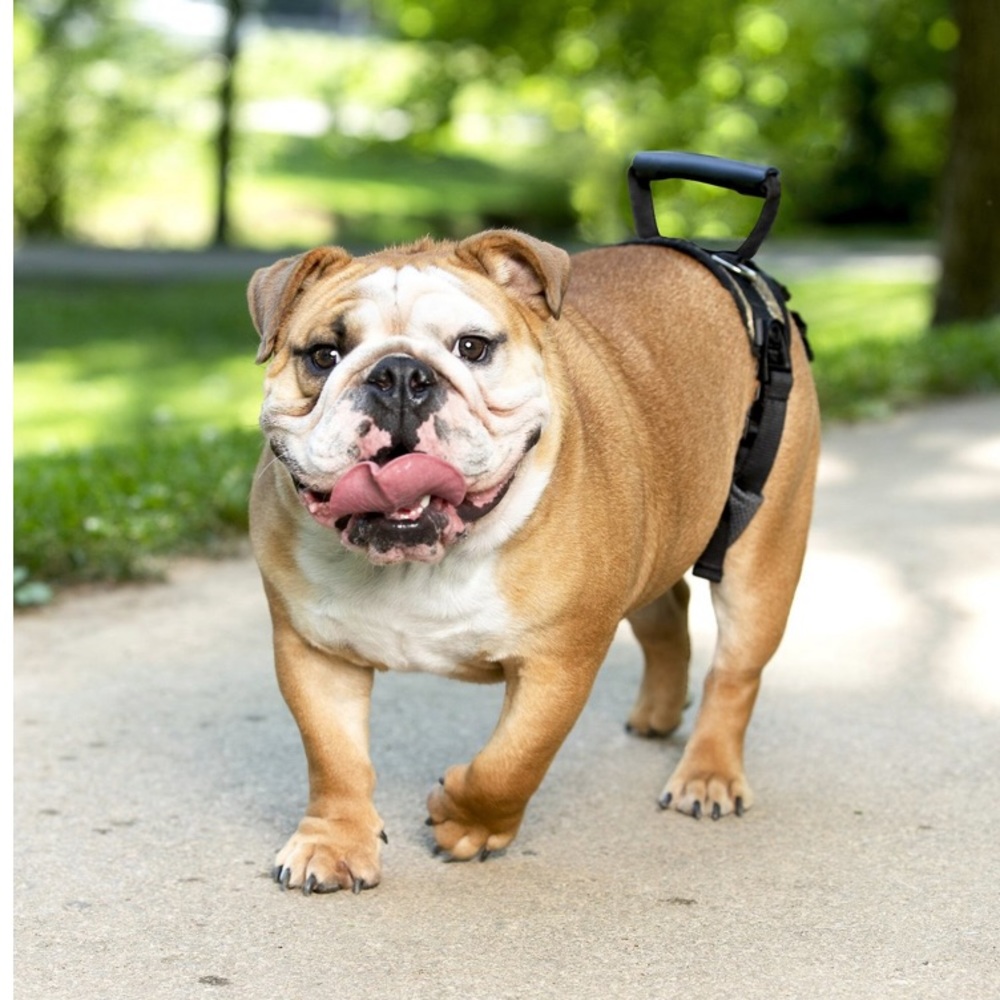 💕NWT Rear Harness - Picture 4 of 9